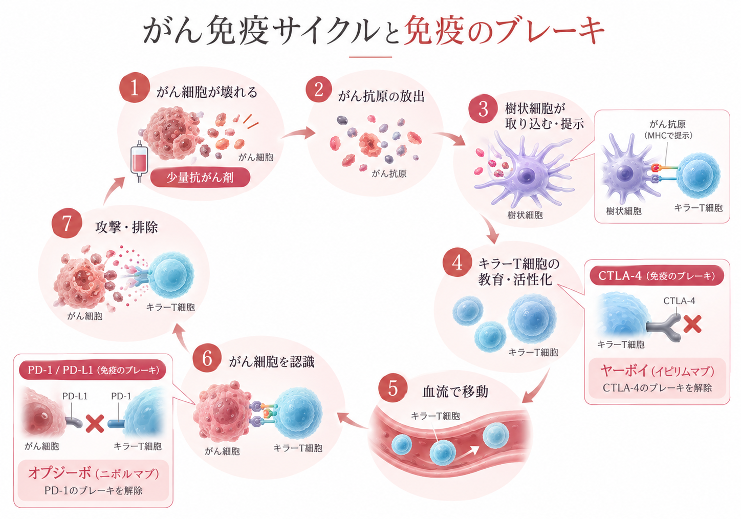 がん免疫サイクルの7段階と、CTLA-4に作用するヤーボイ、PD-1に作用するオプジーボによる免疫のブレーキ解除を示す模式図
